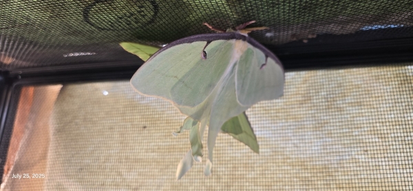FOR SALE, Luna Moth Eggs