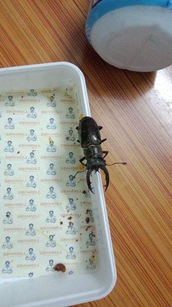 FOR SALE, Stag beetle