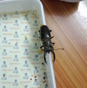 FOR SALE, Stag beetle