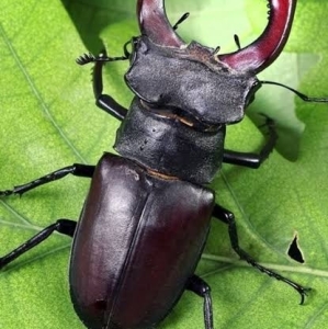 FOR SALE, Stag beetle