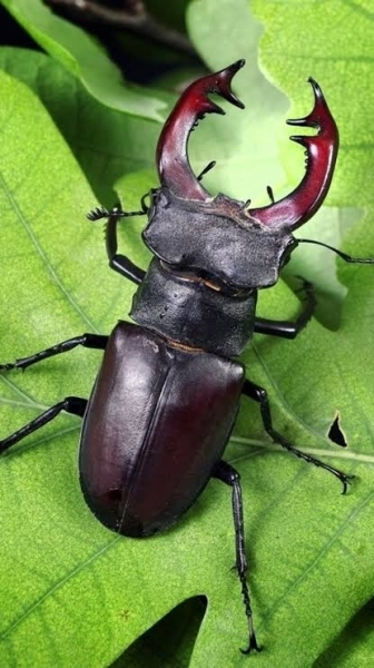 FOR SALE, Stag beetle