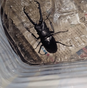 FOR SALE, Livestock balck coleoptera 50 lakh only