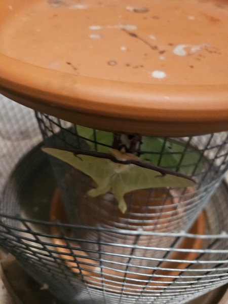 FOR SALE, Luna moth ova for sale