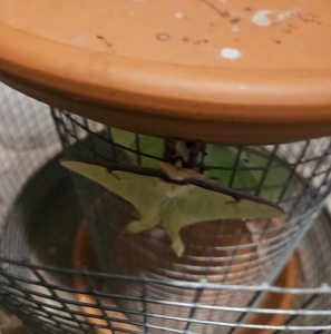 FOR SALE, Luna moth ova for sale