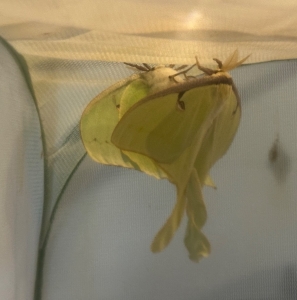 FOR SALE, A. Luna eggs