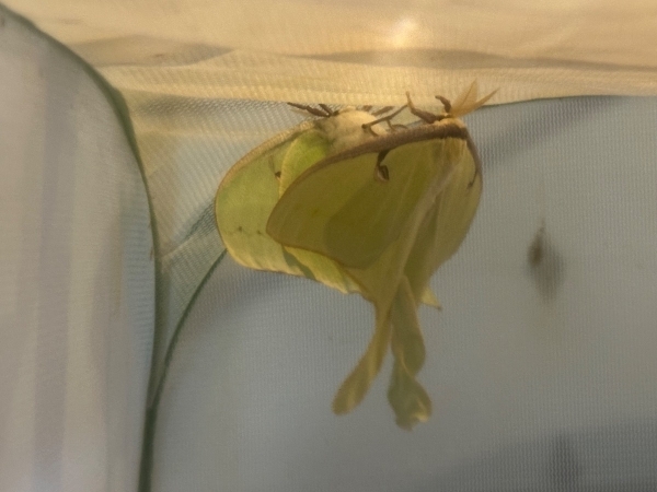 FOR SALE, A. Luna eggs