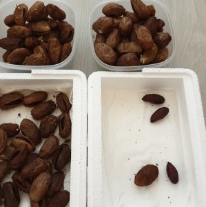 FOR SALE, Chinese Moon Moth (ACTIAS DUBERNADI) Cocoons 