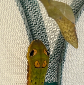 FOR SALE, Spicebush Swallowtail Chrysalids