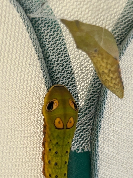 FOR SALE, Spicebush Swallowtail Chrysalids