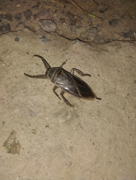 FOR SALE, the water bug