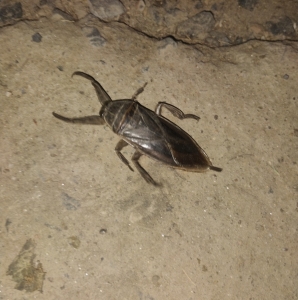 FOR SALE, the water bug