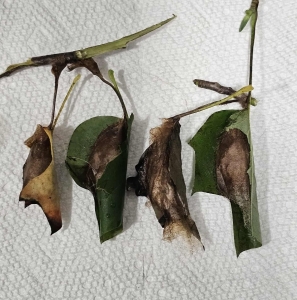 FOR SALE, Promethea Cocoons 