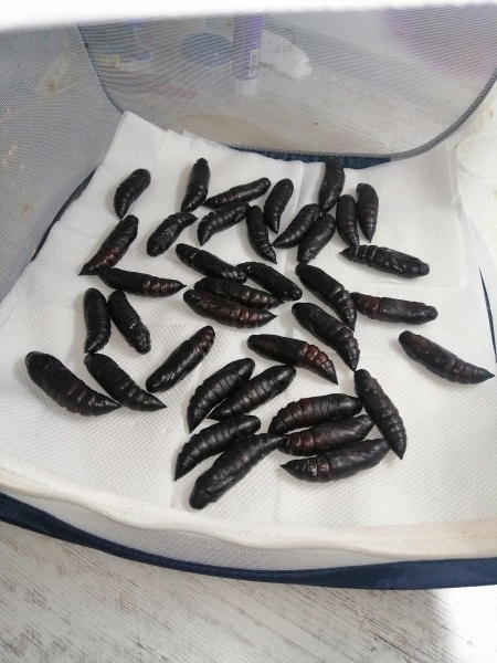 FOR SALE, Death's head hawkmoth pupae