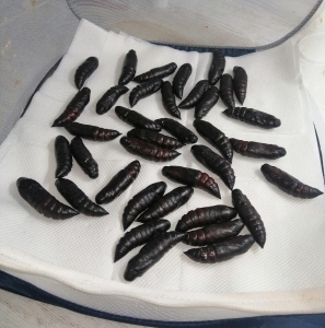 FOR SALE, Death's head hawkmoth pupae