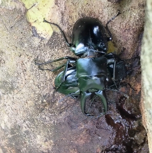 FOR SALE, Stag beetle  8319771226