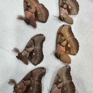 FOR SALE, Antheraea polyphemus fresh frozen specimens