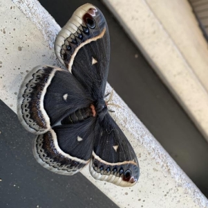 WANT TO BUY, Eupackardia calleta cocoons 
