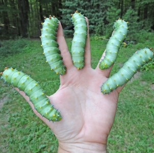 FOR SALE, Cecropia Moth eggs
