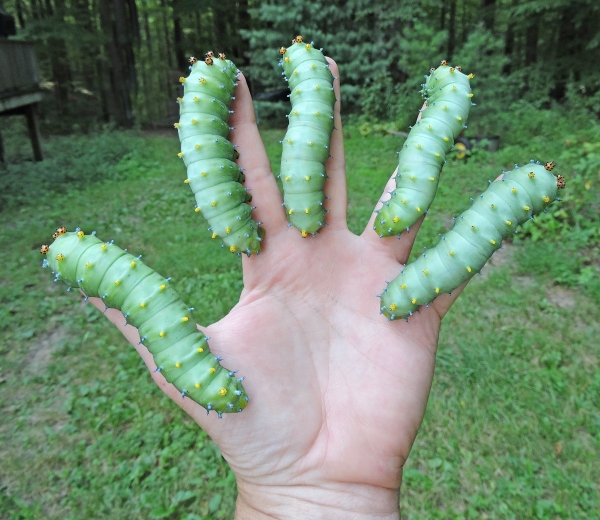 FOR SALE, Cecropia Moth eggs