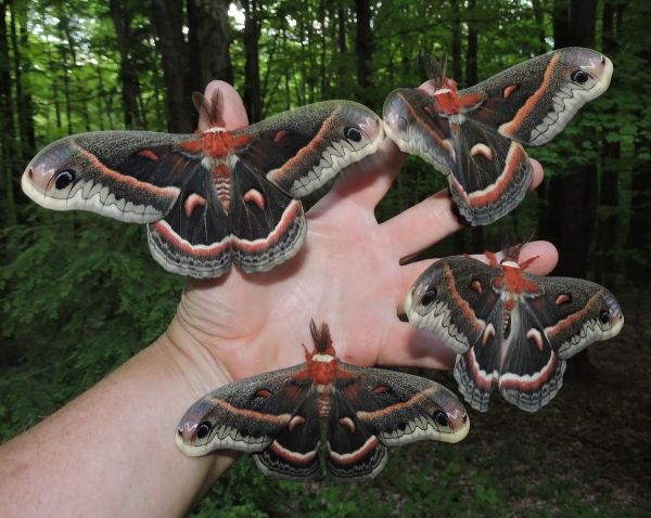 FOR SALE, Cecropia Moth eggs