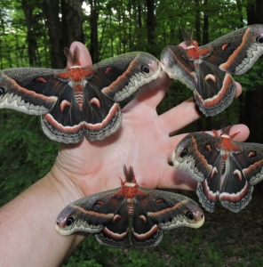 FOR SALE, Cecropia Moth eggs