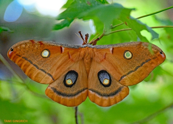FOR SALE, Polyphemus Moth eggs
