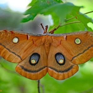 FOR SALE, Polyphemus Moth eggs