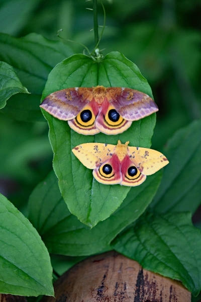 FOR SALE, Automeris io moth eggs