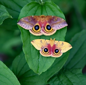 FOR SALE, Automeris io moth eggs