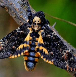 WANT TO BUY, Acherontia Atropos 