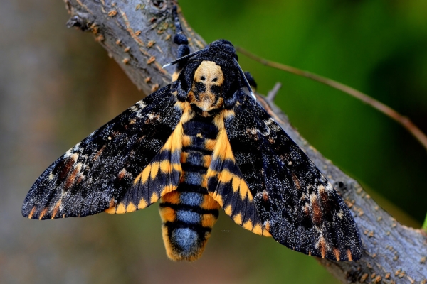 WANT TO BUY, Acherontia Atropos
