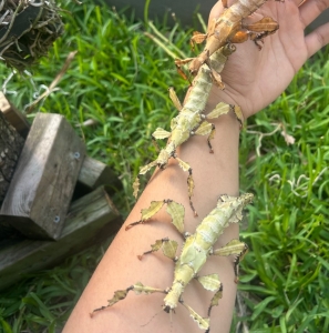 FOR SALE, EXTATOSOMA TIARATUM OVA 
