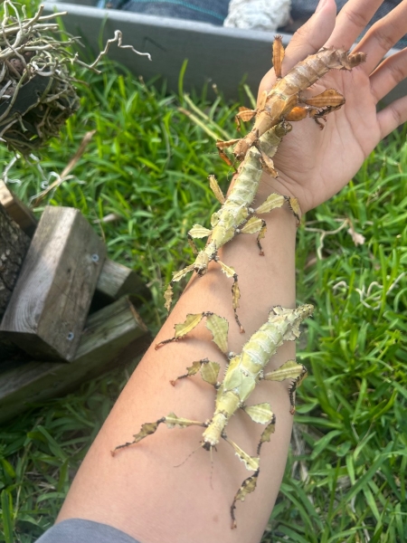 FOR SALE, EXTATOSOMA TIARATUM OVA