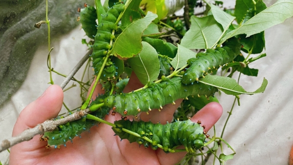 WANT TO BUY, Saturniids to Canada!