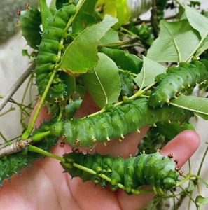 WANT TO BUY, Saturniids to Canada!