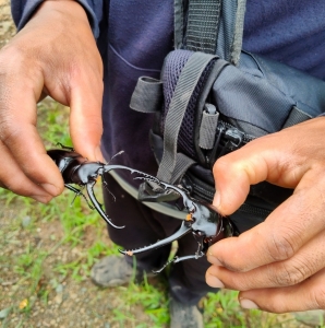 FOR SALE, Male stag beetle 