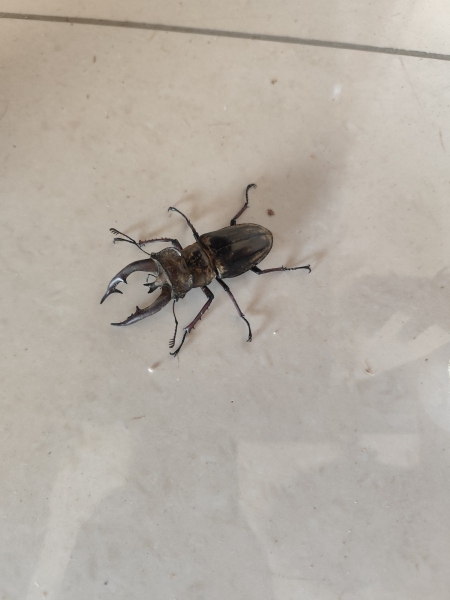 FOR SALE, Stag bettle