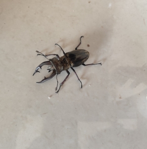 FOR SALE, Stag bettle 