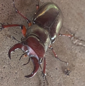 FOR SALE, Stag Beetle