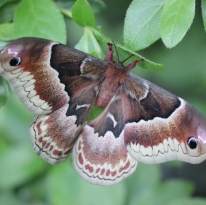 FOR SALE, COCOONS Callosamia Promethea Out of stock