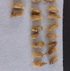 FOR SALE, Cricula silkmoth cocoons
