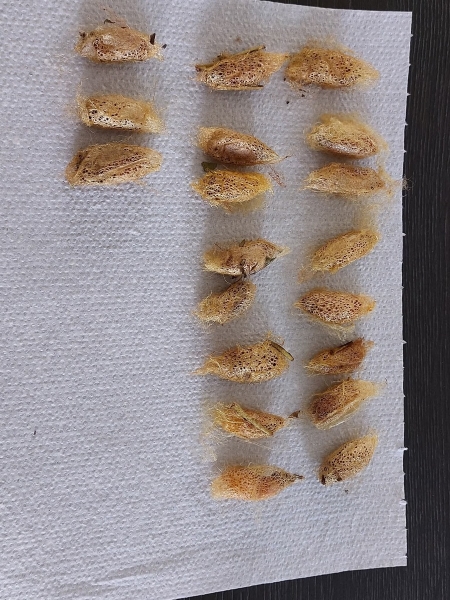 FOR SALE, Cricula silkmoth cocoons