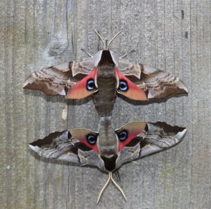 FOR SALE, Smerinthus ophthalmica eggs