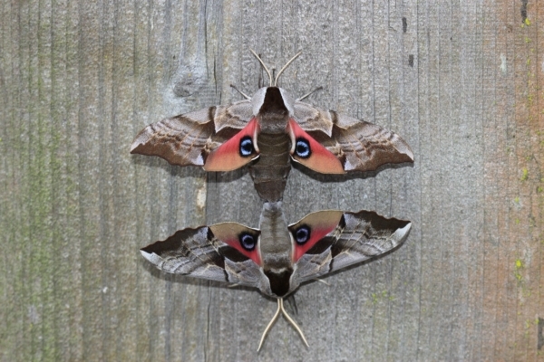 FOR SALE, Smerinthus ophthalmica eggs