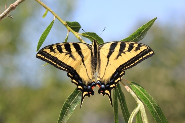 FOR SALE, Papilio rutulus eggs