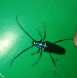 FOR SALE, Stag beetle