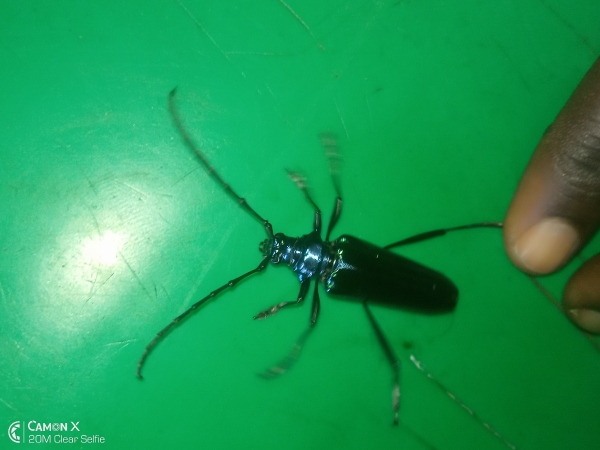 FOR SALE, Stag beetle