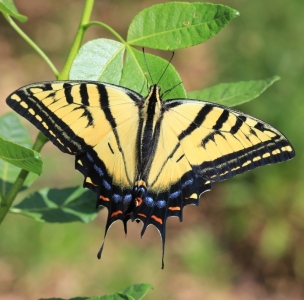 FOR SALE, Papilio multicaudata eggs