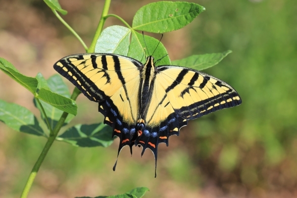 FOR SALE, Papilio multicaudata eggs