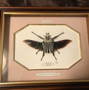 FOR SALE, Goliathus